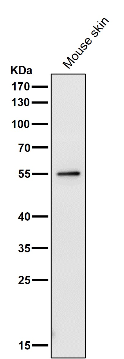 WB - Anti-PRP19 PRPF19 Rabbit Monoclonal Antibody ABO13662